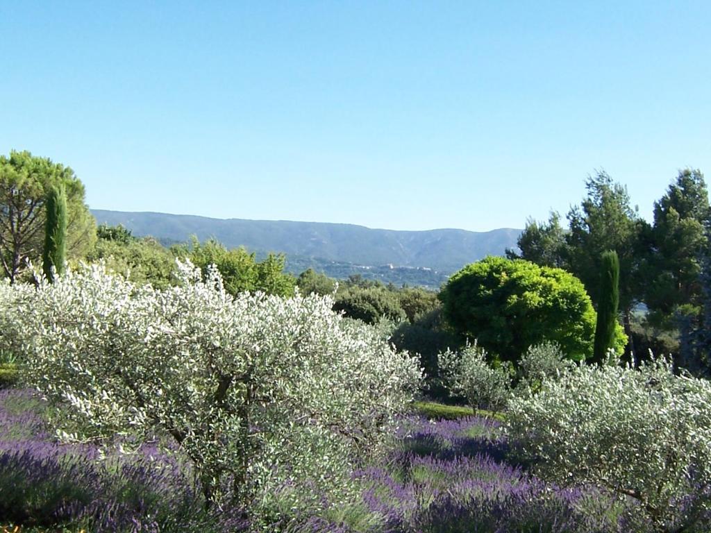Lou Granos Bed and Breakfast Gordes Habitación foto